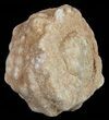 Flower-Like Sandstone Concretion - Pseudo Stromatolite #62214-1